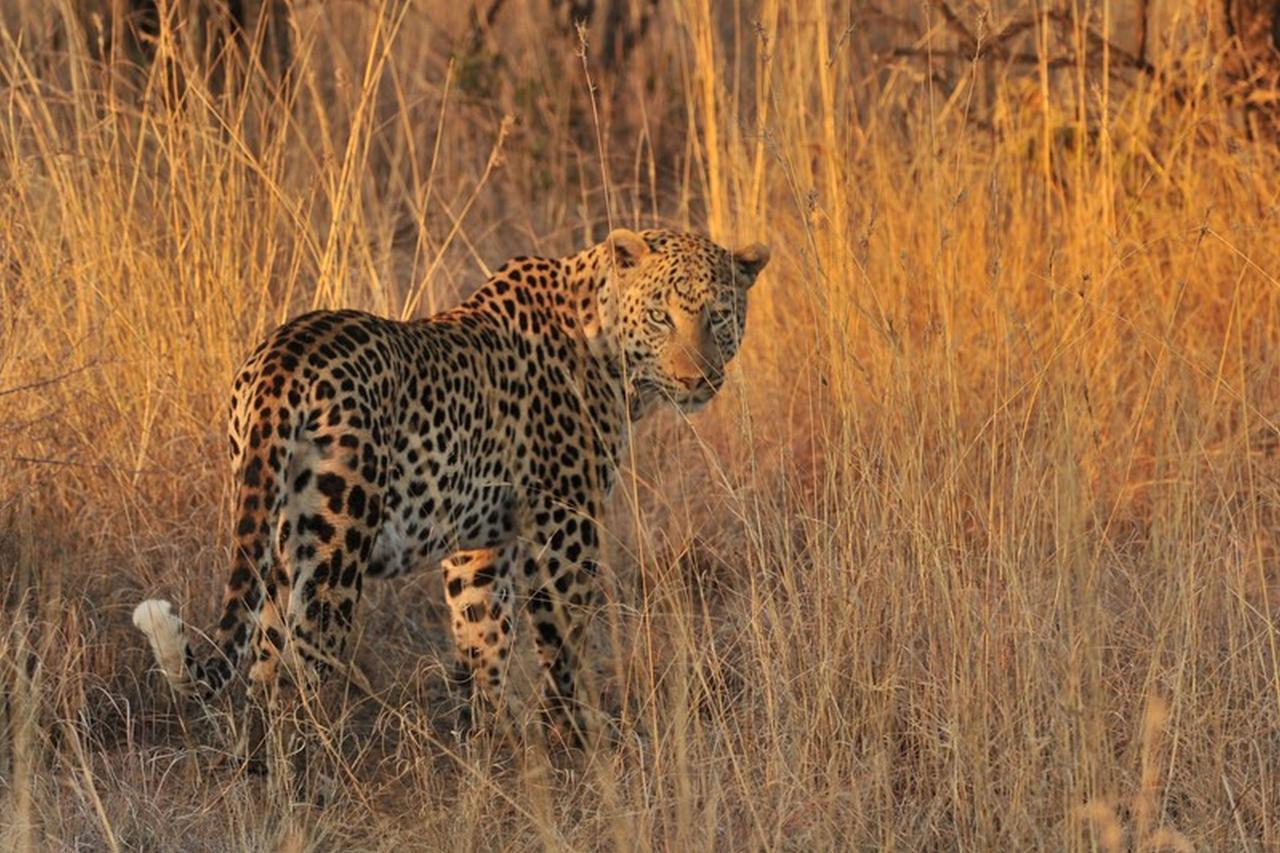 Pilanesberg Private Lodge Exterior photo